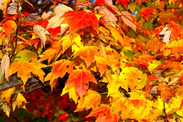 Autunno foliage