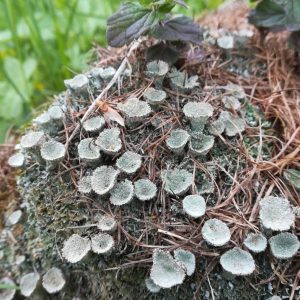 educazione ambientale in giornata autunno analisi licheni purezza aria laboratorio naturalistico