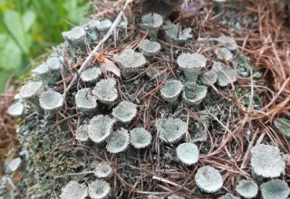 licheni bosco trekking alpi educazione ambientale autunno analisi licheni purezza aria laboratorio naturalistico