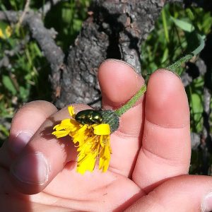 educazione ambientale in giornata gita scolastica scuole bambini osservazione naturalistica