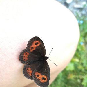 in gita con una farfalla per esplorare la natura in gita con educazione ambientale