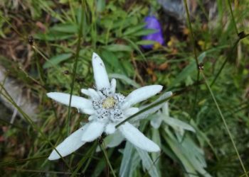 dav estate educazione ambientale trekking alpi stella alpina edelweiss
