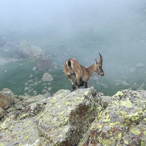 gran stambecco paradiso parco nazionale