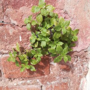 educazione ambientale in classe ecologia urbana piante ribelli scuola secondaria di primo grado