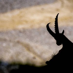 educazione ambientale trekking alpi stambecco in gita