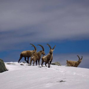 trekking alpi stambecchi stambecchi capra ibex fauna alpina animali montagna gran paradiso trekking alpi occidentali